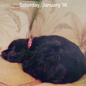 Meet your Posher, Pauline